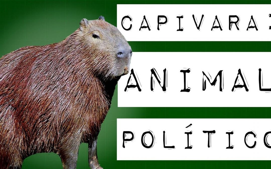CAPIVARA: ANIMAL POLÍTICO #meteoro.exp