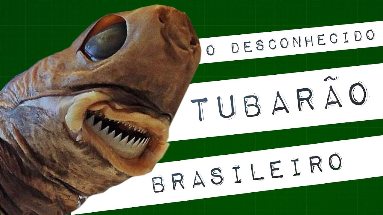 O DESCONHECIDO TUBARÃO BRASILEIRO #meteoro.exp